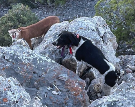 Dry Ground Lion Hunting
